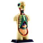 Human Anatomy  Model